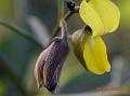 Willow-Leaf Rattlepod